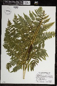 Pteridium aquilinum image