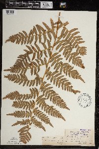 Pteridium aquilinum image