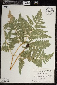 Pteridium aquilinum image