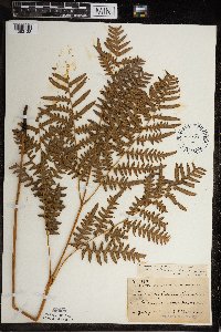 Pteridium aquilinum var. latiusculum image