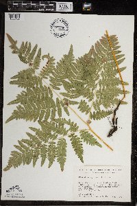 Pteridium aquilinum var. latiusculum image