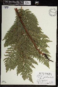 Pteridium aquilinum image