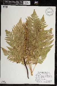 Pteridium aquilinum image