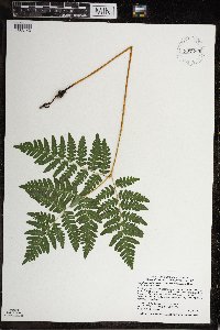 Pteridium aquilinum var. latiusculum image