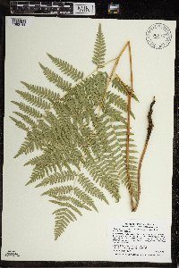 Pteridium aquilinum var. latiusculum image