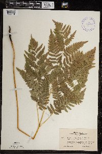 Pteridium aquilinum var. latiusculum image