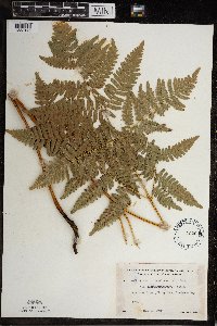 Pteridium aquilinum var. latiusculum image