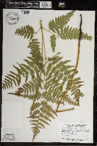 Pteridium aquilinum var. latiusculum image
