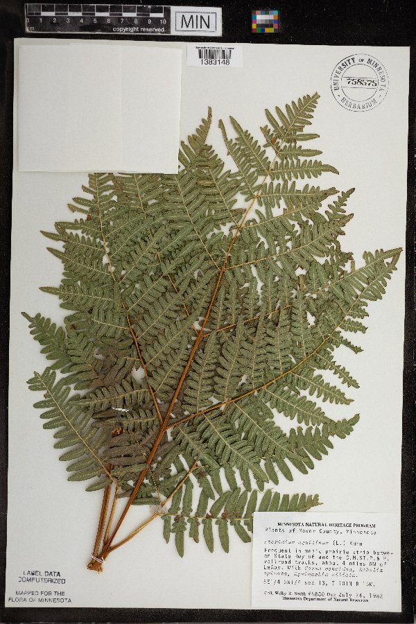 Pteridium aquilinum image