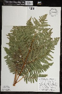 Pteridium aquilinum var. latiusculum image