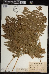 Pteridium aquilinum image