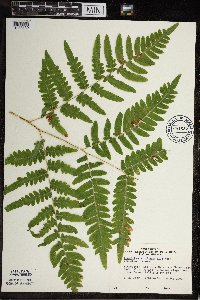 Pteridium aquilinum image
