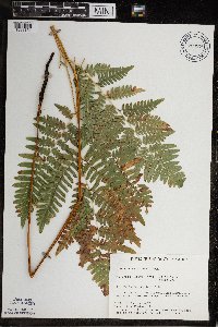 Pteridium aquilinum image
