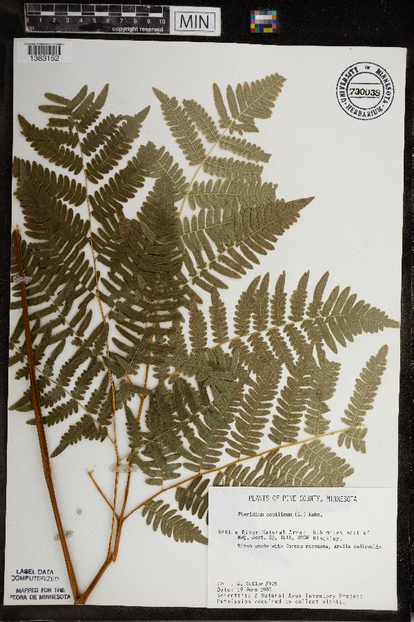 Pteridium aquilinum image