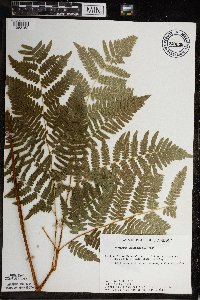 Pteridium aquilinum image