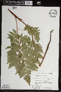 Pteridium aquilinum image