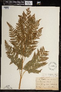 Pteridium aquilinum image