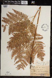 Pteridium aquilinum image
