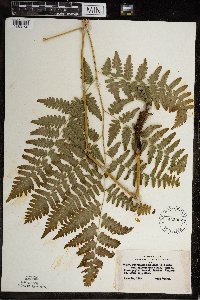 Pteridium aquilinum image
