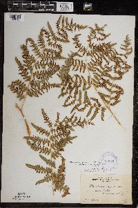 Pteridium aquilinum image