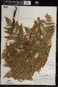 Pteridium aquilinum image