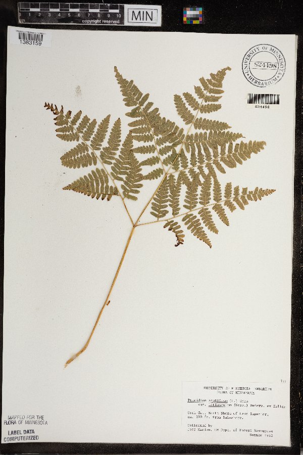Pteridium image