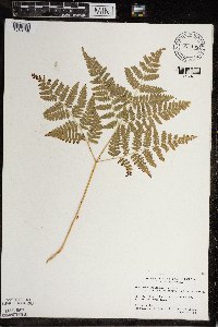 Pteridium aquilinum image