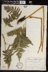 Pteridium aquilinum image