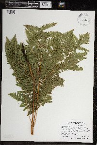 Pteridium aquilinum image