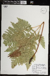 Pteridium aquilinum image