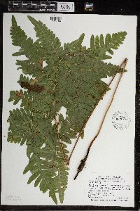 Pteridium aquilinum image