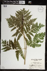 Pteridium aquilinum image