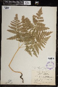 Pteridium aquilinum image