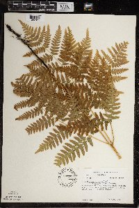 Pteridium aquilinum image