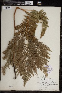 Pteridium aquilinum image
