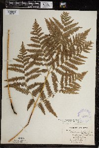 Pteridium aquilinum image