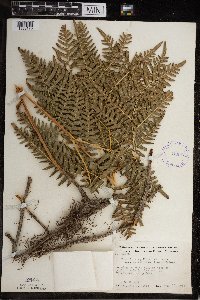 Pteridium aquilinum image