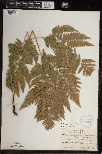 Pteridium aquilinum image