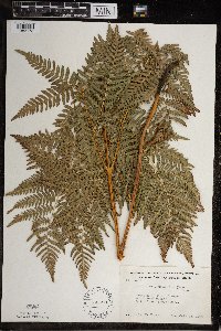 Pteridium aquilinum image