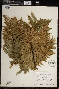 Pteridium aquilinum image