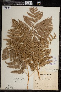 Pteridium aquilinum image