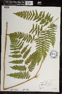 Pteridium aquilinum image