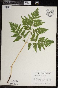 Pteridium aquilinum image