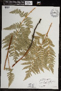 Pteridium aquilinum image