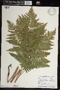 Pteridium aquilinum image