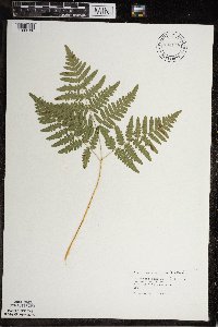 Pteridium aquilinum image