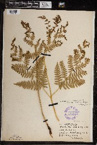 Pteridium aquilinum image
