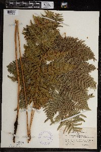 Pteridium aquilinum image