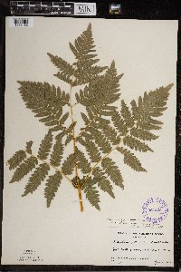 Pteridium aquilinum image