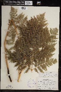 Pteridium aquilinum image